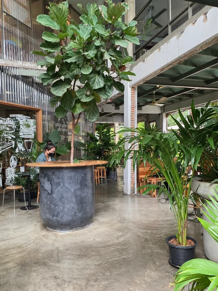 Reference: Piccolo Vicolo, a fig tree growing through concrete